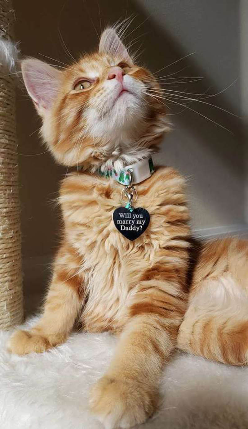 Котенок Ари с медальоном, на котором написано  "Тф выйдешь замуж за моего папу?"
