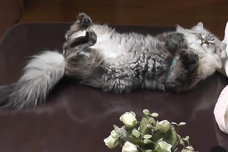 Как истинный кот, Миру-бо любит хорошо отдохнуть