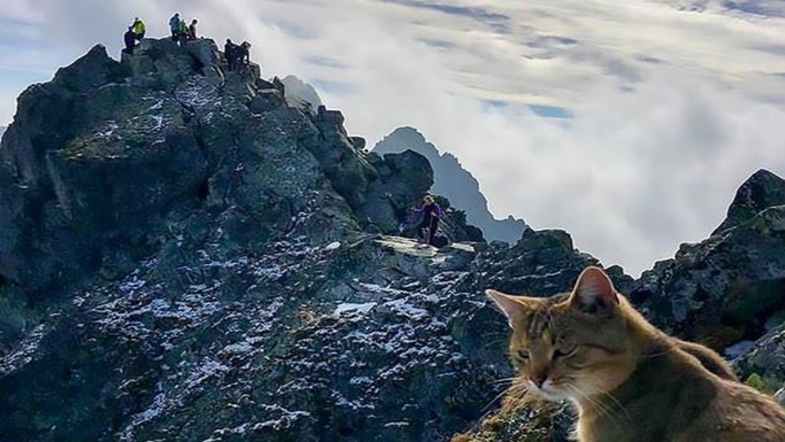 Кот с вершины горы Рысы