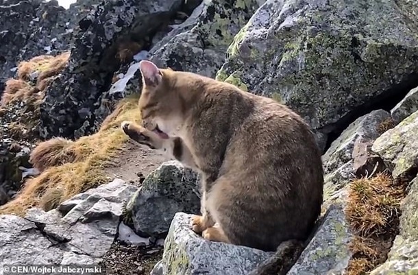 Кот на вершине горы явно не впервые