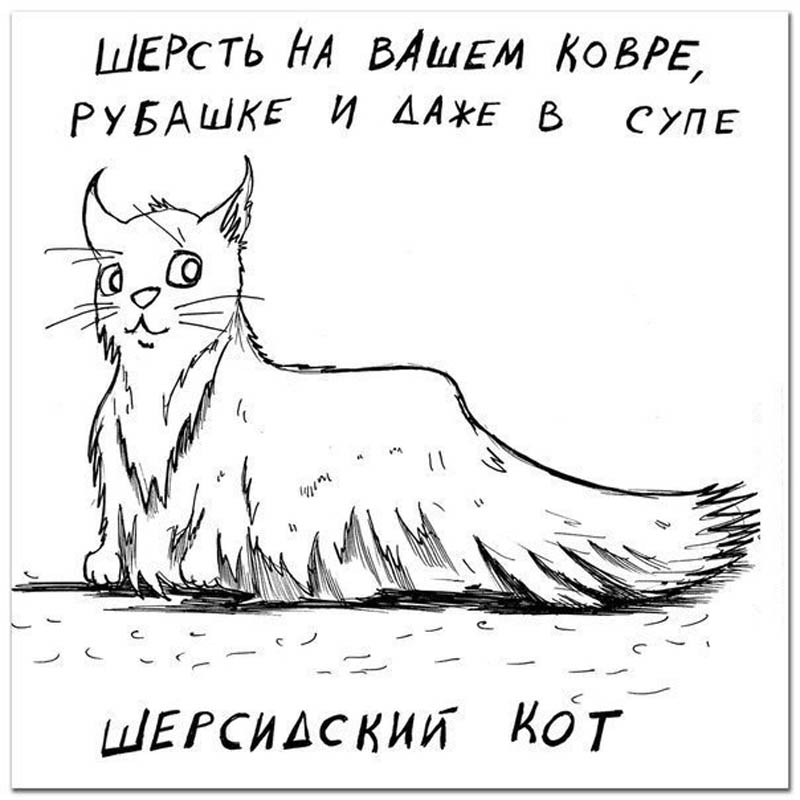 Шерсидский кот