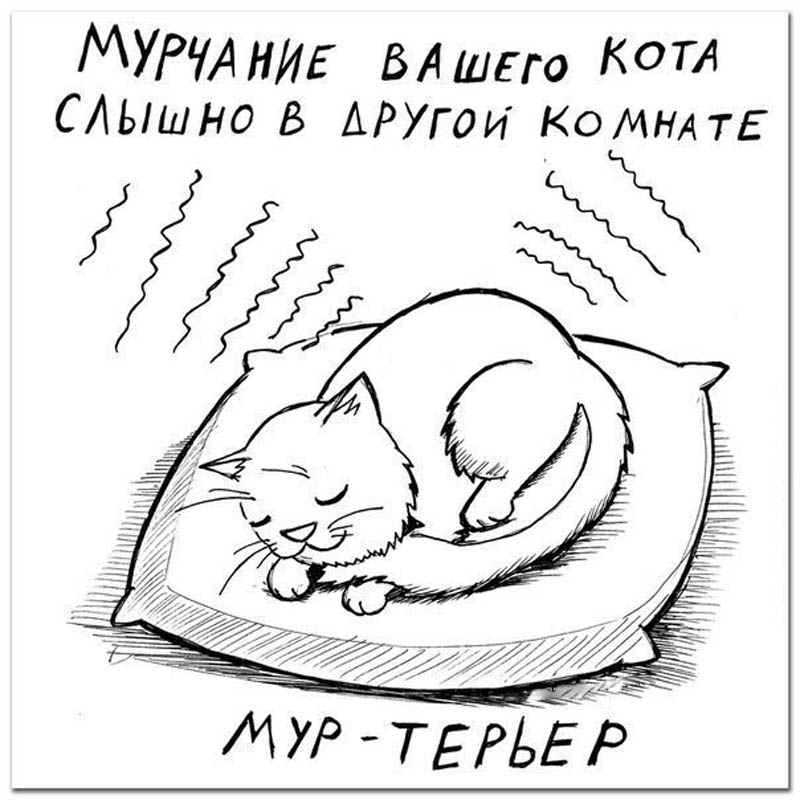 Мур-терьер