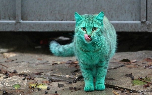 Кошка Пушинка — Зеленый кот из Варны