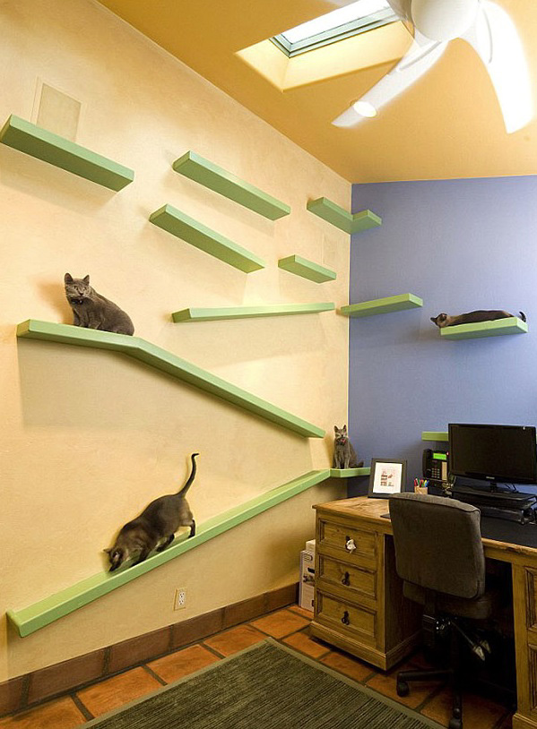 Многочисленные полочки на стенах - излюбленное игровое пространство для кошек