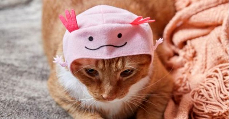 Шапочка для кота с розовыми ушами
