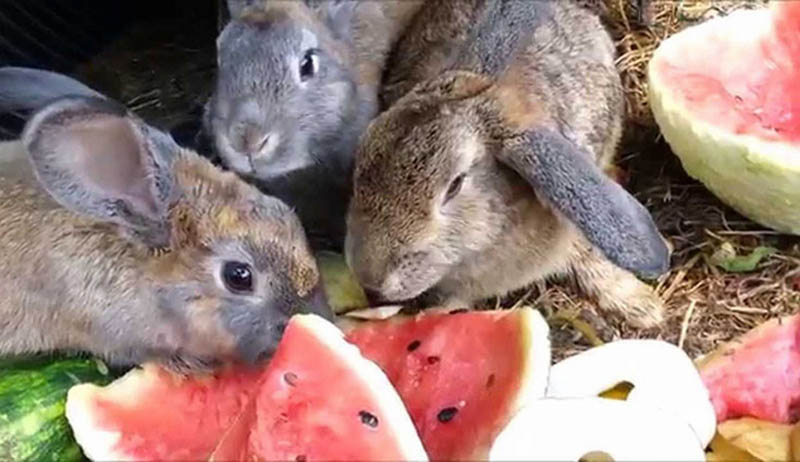 Кролики и арбузы