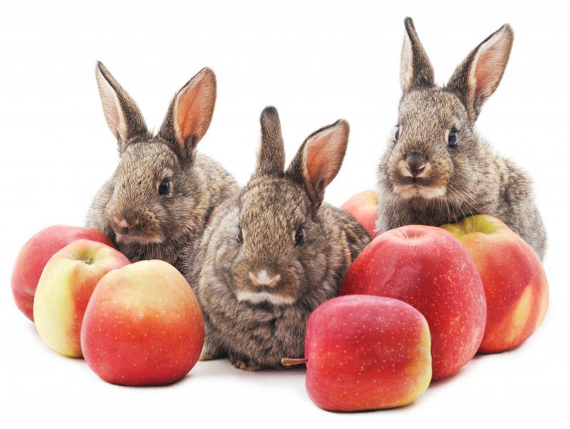 Кролики и яблоки