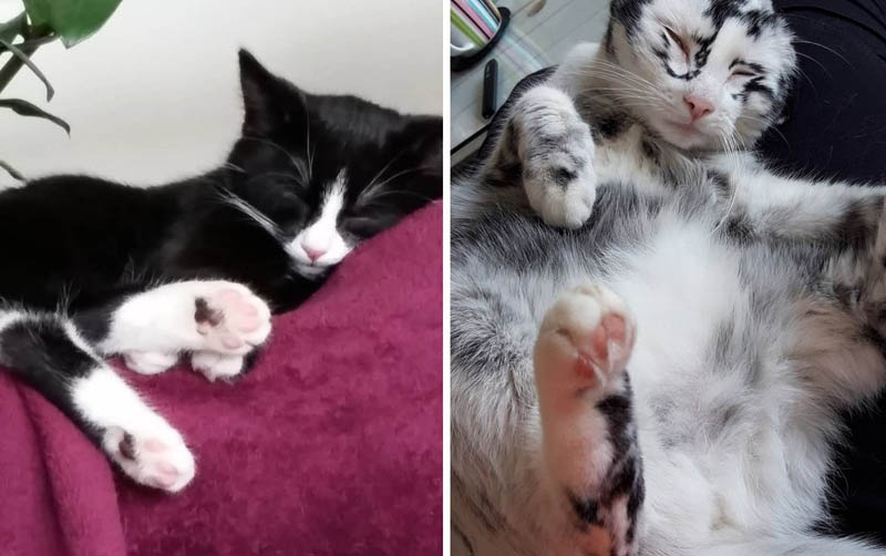 Кошка до и после проявления витилиго