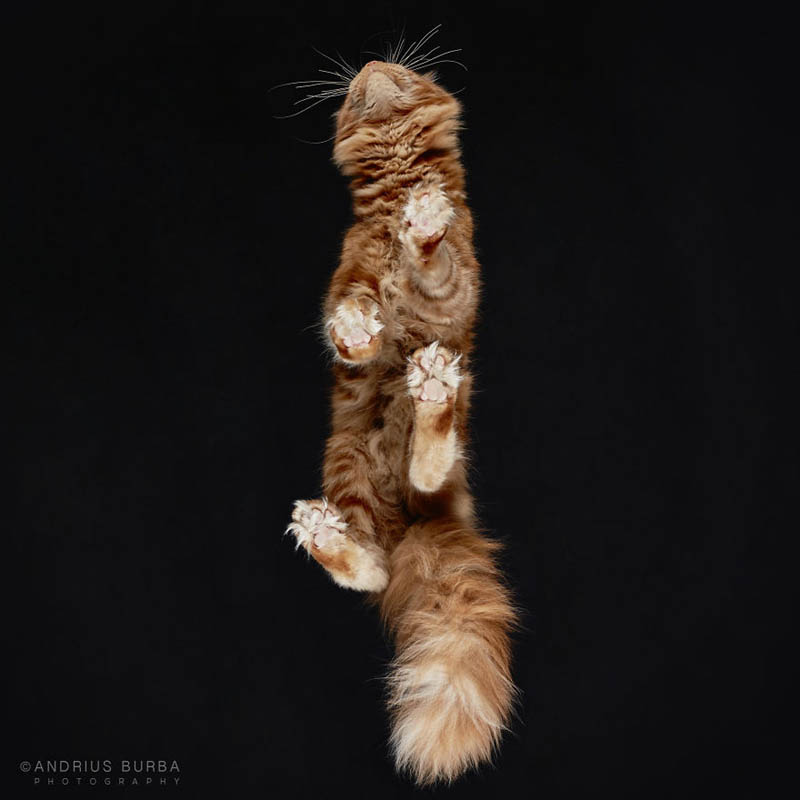 Фотографии кошек от Андрюса Бурбы