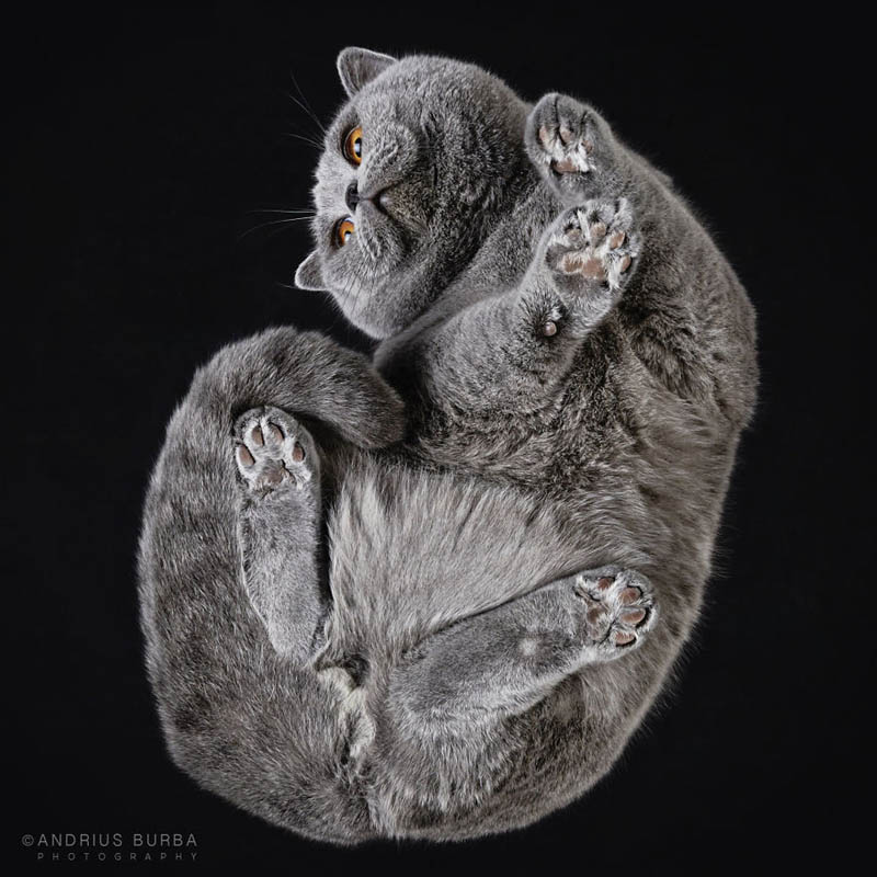 Фотографии кошек от Андрюса Бурбы