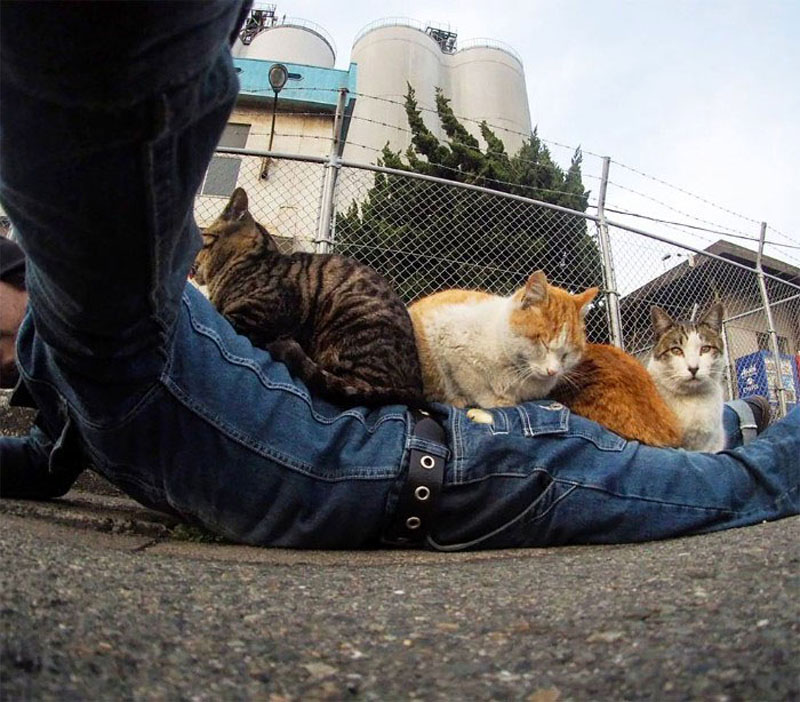 Фотограф играет с кошками
