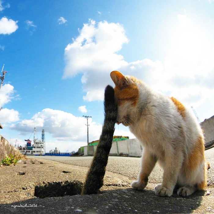 Веселые японские кошки