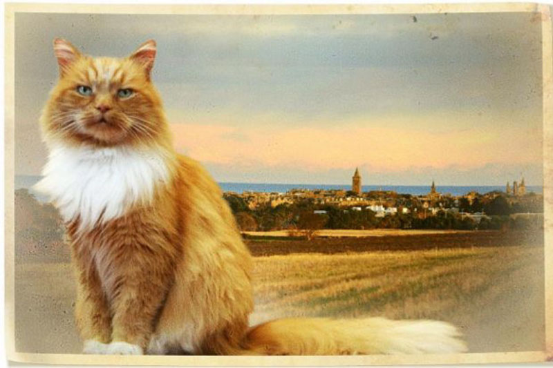 Календарь с котом Макхемишем