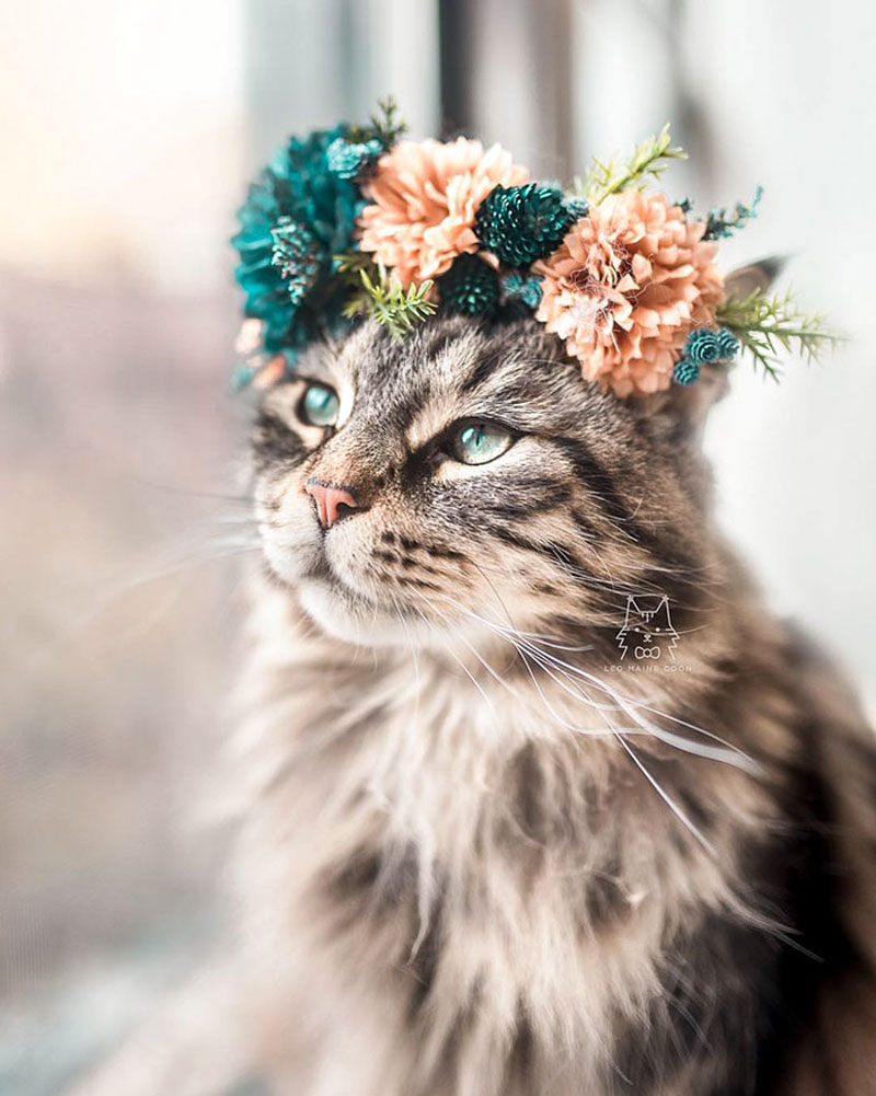 Цветочные короны для кошек и собак