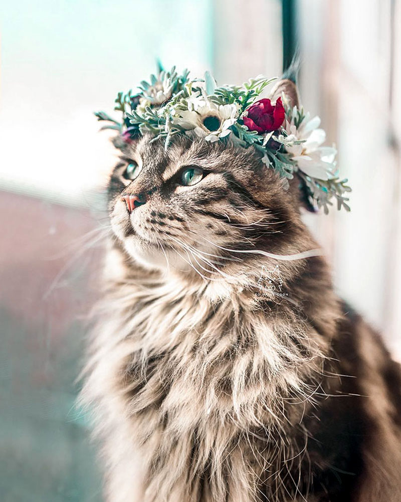 Цветочные короны для кошек и собак