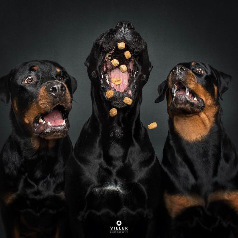Портрет собаки от фотографа Кристиана Вилера