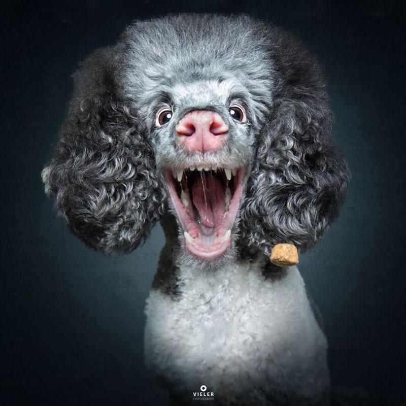 Портрет собаки от фотографа Кристиана Вилера