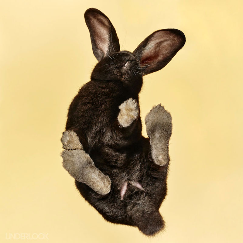 Фотографии кроликов снизу от Андрюса Бурба