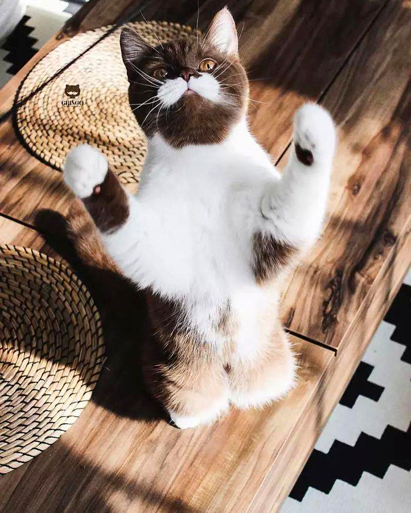 Гринго – шоколадный британский кот с белоснежными усами 