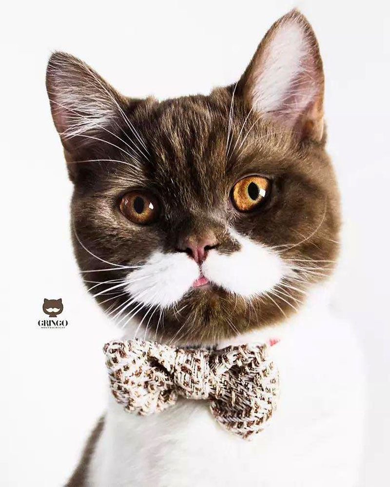 Гринго – шоколадный британский кот с белоснежными усами