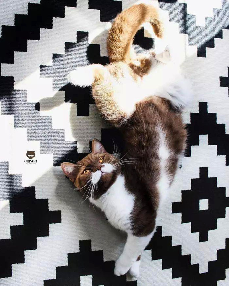 Гринго – шоколадный британский кот с белоснежными усами 
