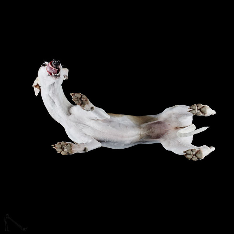 Фотографии собак снизу от Андрюса Бурбы
