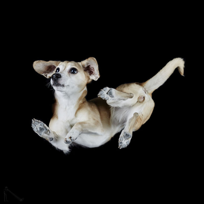 Фотографии собак снизу от Андрюса Бурбы