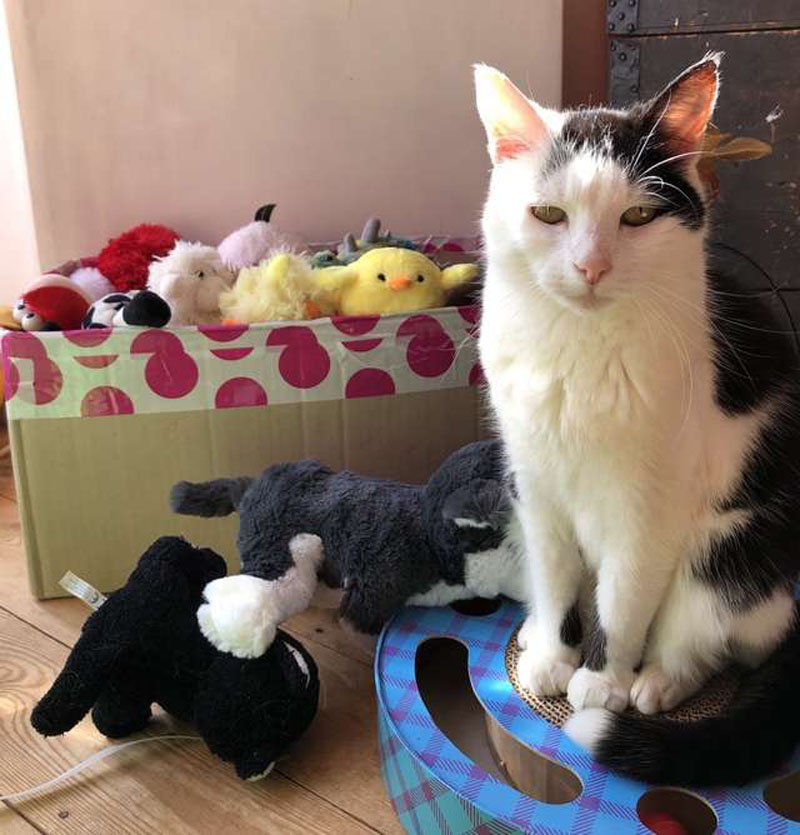 Пикси – кошка, которая любит плюшевые игрушки