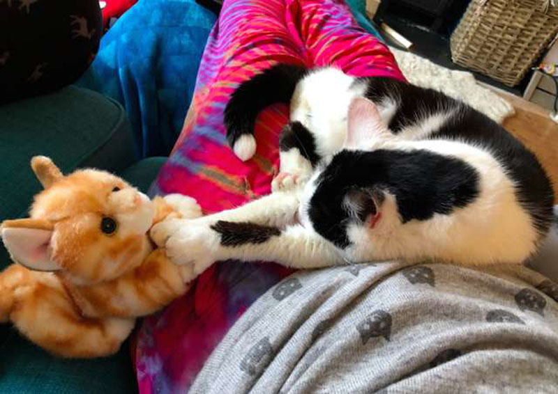 Пикси – кошка, которая любит плюшевые игрушки