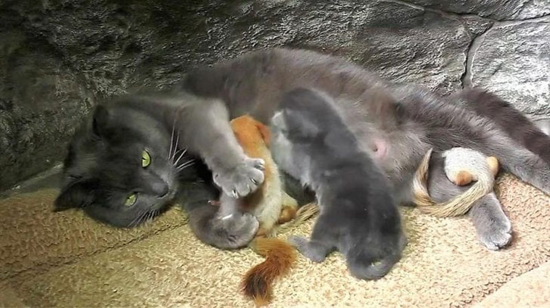 В Крыму кошка Пуша стала приемной мамой для бельчат