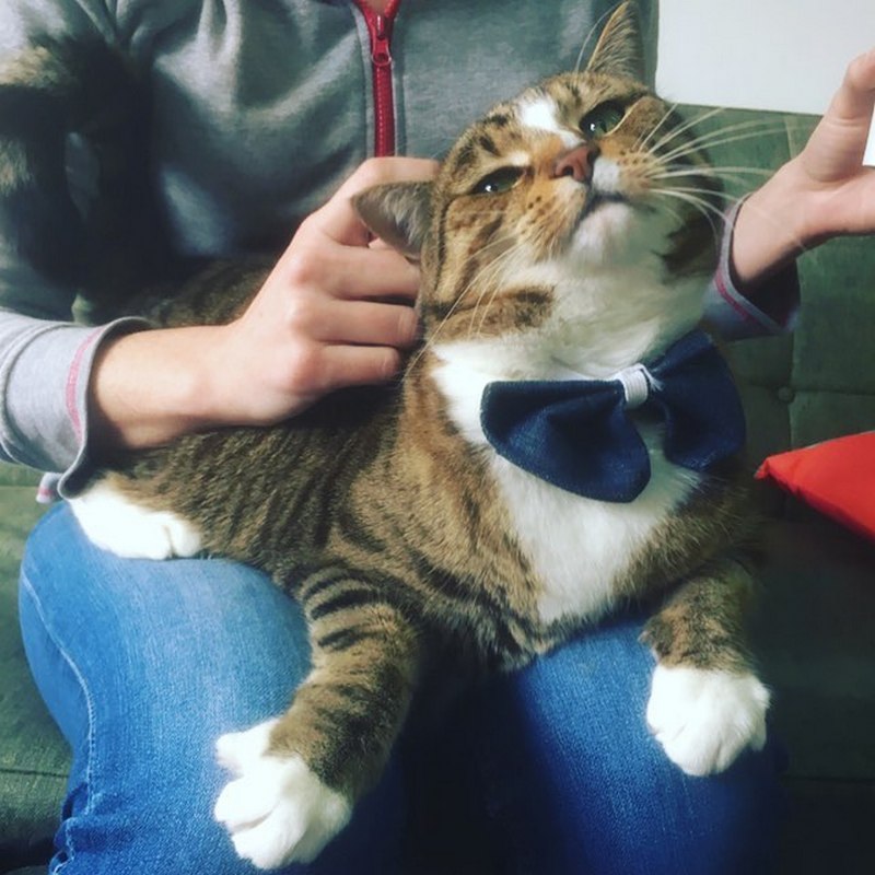 Кошка Бетти из парикмахерской в Мельбурне