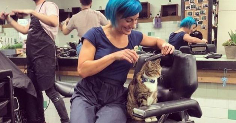 Кошка Бетти из парикмахерской в Мельбурне