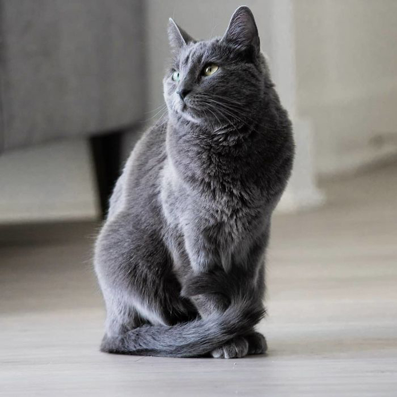 фотосессия русской голубой кошки Джейд