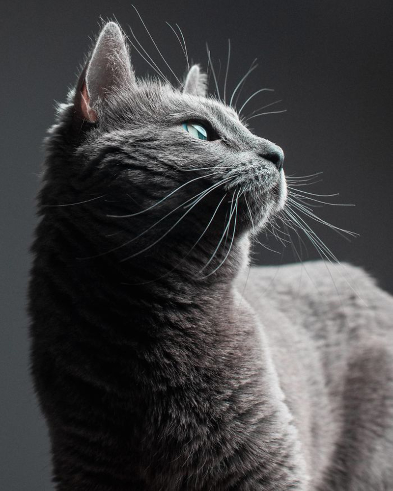 фотосессия русской голубой кошки Джейд