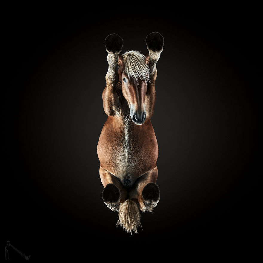 Фотографии лошадей снизу от Андрюса Бурбы