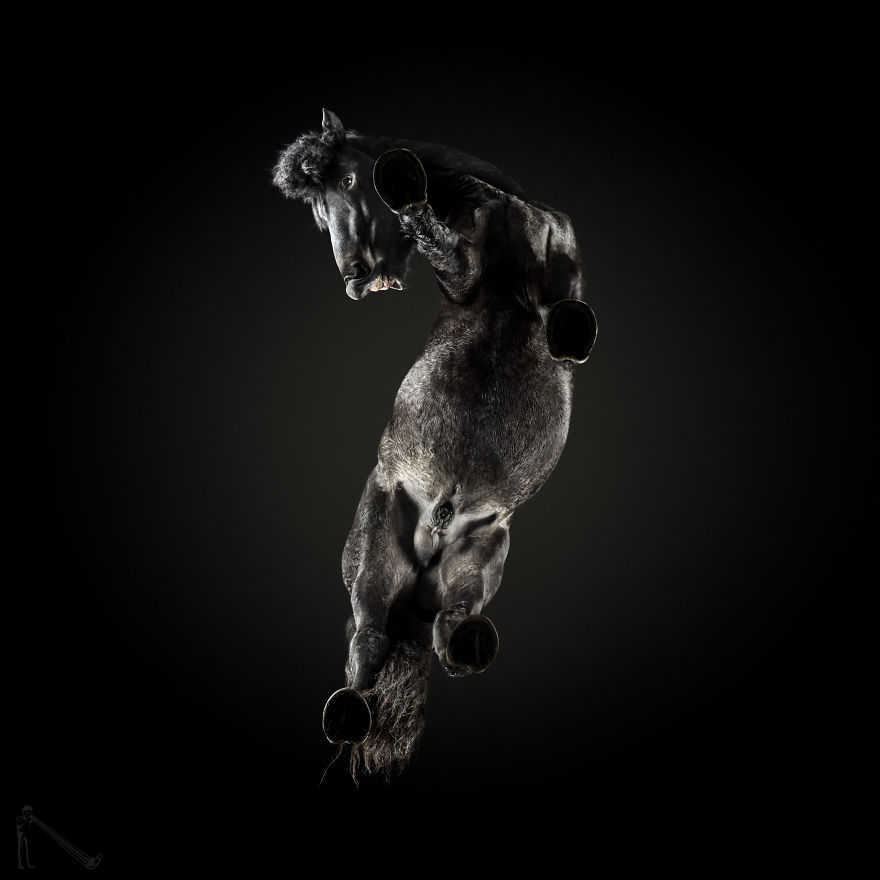 Фотографии лошадей снизу от Андрюса Бурбы