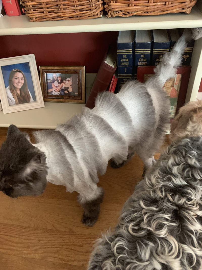 История стрижки кота Оливера