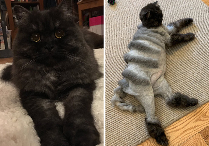 История стрижки кота Оливера