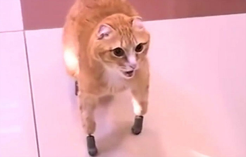 Кот на протезах