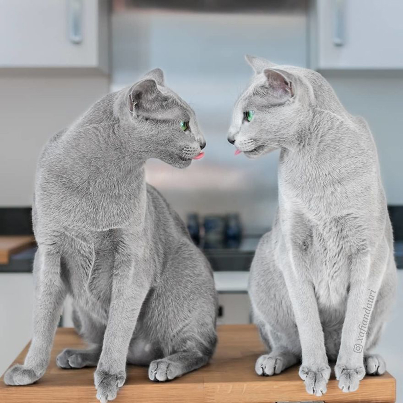 русские голубые кошки Хафи и Аури
