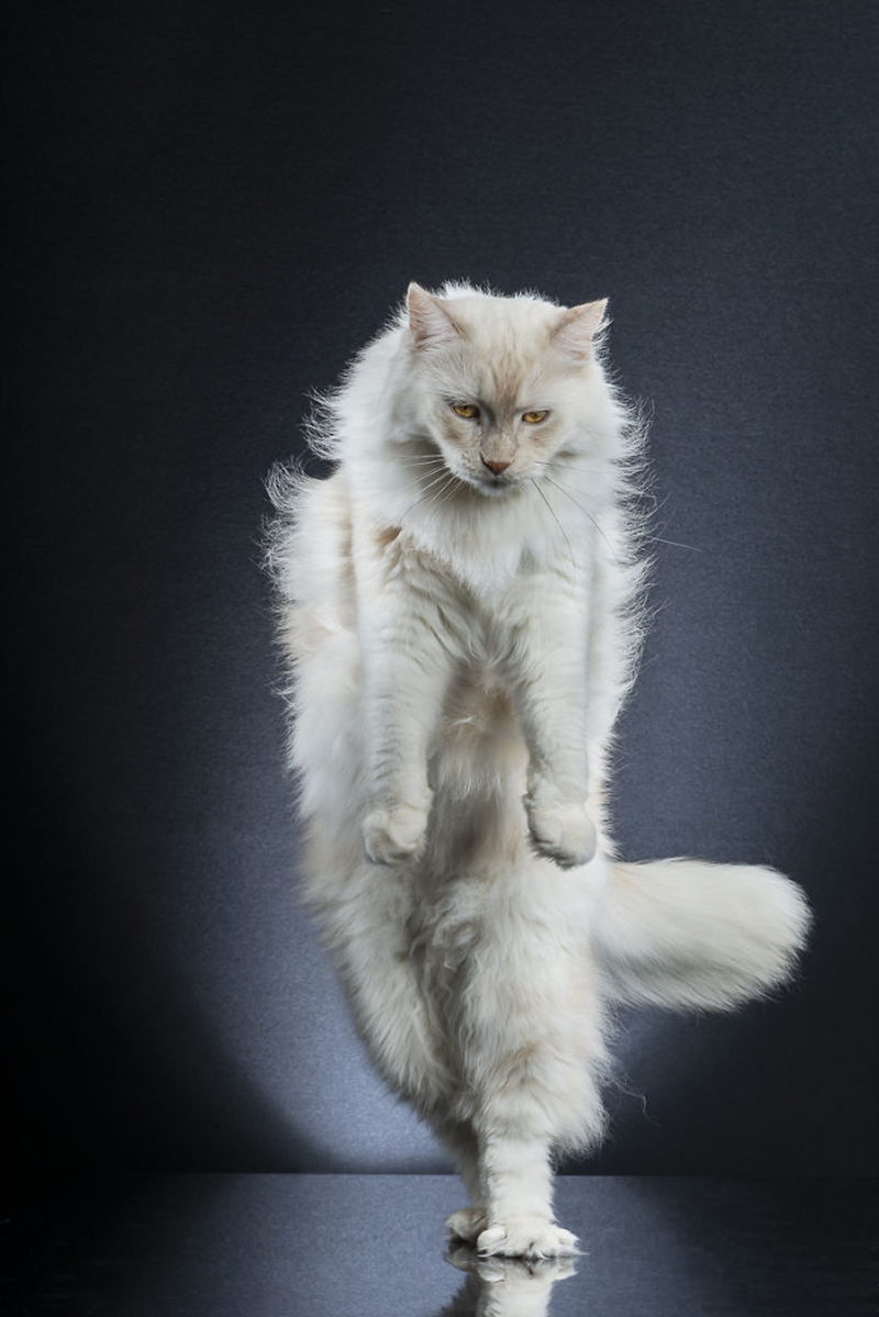 Фотографии стоящих кошек от фотографа Алексиса Рейно