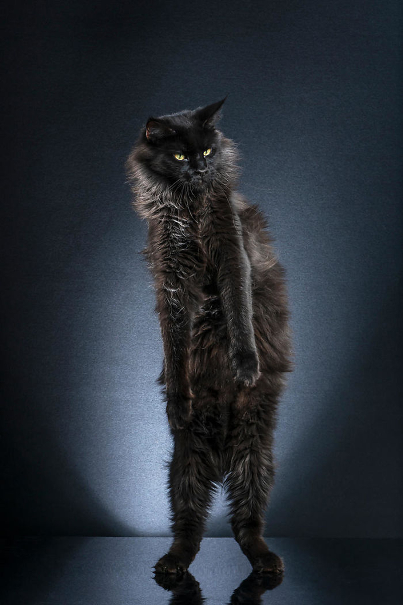Фотографии стоящих кошек от фотографа Алексиса Рейно