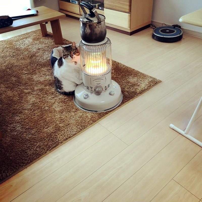 Медитирующий кот Бусао
