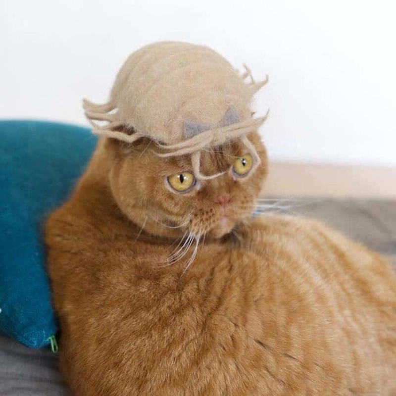 Коты в шляпках от японского фотографа Рио Ямазаки