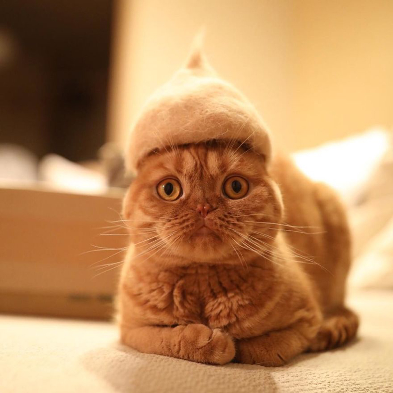 Коты в шляпках от японского фотографа Рио Ямазаки