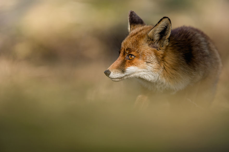 Красные лисы на фотографиях Шона Викли