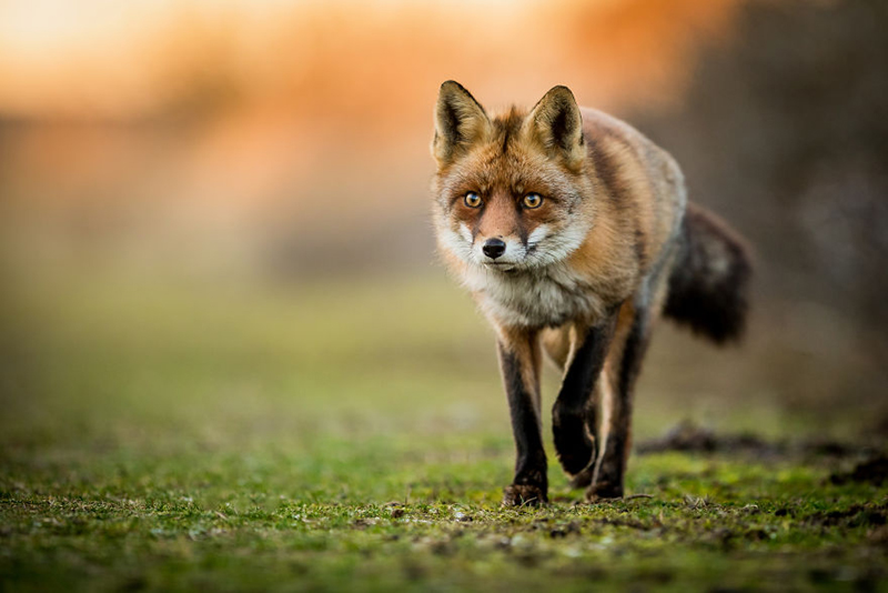 Красные лисы на фотографиях Шона Викли