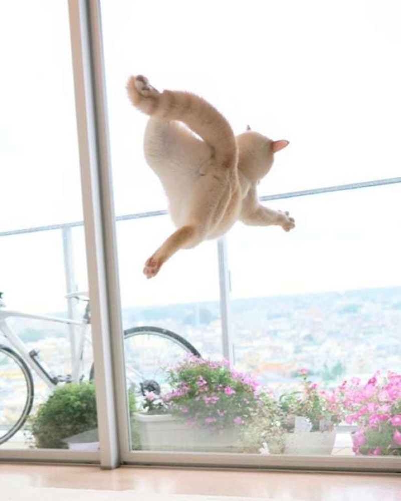 Танцующий кот Чако