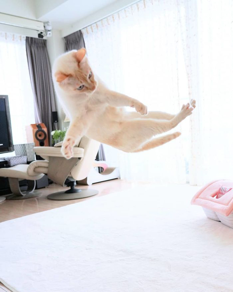 Танцующий кот Чако
