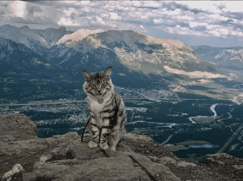 Кот путешественник Бодхи 